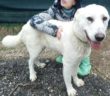 cane_bianco_taglia_grande_sanitario_adf