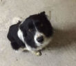 cane_border_collie_granica_p&f