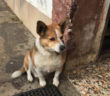 cane_briciola_adf_2