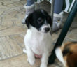 cane_cagnolina_bianconera_p&f