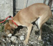 cane_canguretto_sanitario_adf