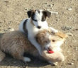 cane_cani_camilla_e_lilla_laura_berardi