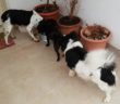 cane_cani_emanuela_nerina_e_zorro_castriziani