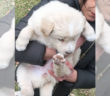 cane_cucciola_maria_spenk_2