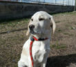 cane_cucciolo_bianco_sanitario_adf