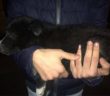 cane_cucciolo_mantello_nero_poggio_mirteto_p&f