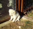 cane_cucciolo_maremmano_eirka_petrucci_adf