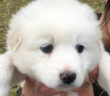 cane_cucciolo_maria_spenk