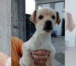 cane_cucicolo_crema_sanitario_adf
