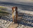 cane_la _foresta_adf