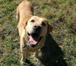 cane_leo_p&f_3
