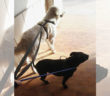 cane_lola_jack_osteria_nuova