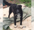 cane_marianna_brandini_fiumata