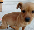 cane_marrone_caramello_sanitario_adf