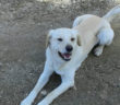 cane_passo_corese_p&f