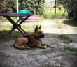 cane_pastore_tedesco_Saveria_seorrentino_p&f