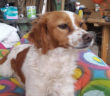 cane_pippi_laura_berardi