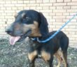 cane_pongo_3