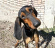 cane_pongo_sanitario_adf