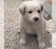 cane_simona_muccioli