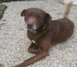 cane_vasco_p&f