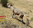 lupo_provincia_rieti_3-624×468