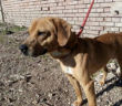 cane_accumoli_sanitario_adf