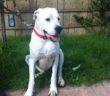 cane_associazione_confido_con_te_p&f
