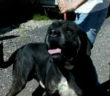 cane_bivio_fonte_colombo_roberta_di_carlo