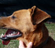 cane_boris_sanitario_adf