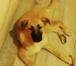 cane_cagnolina_alessandro_Carosi_raffy