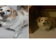 cane_cagnolina_lilith_irene_masci