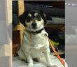cane_cagnolina_via_tancia_poggio_catino