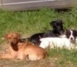 cane_cani_p&f