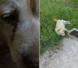 cane_caserta_raffy_cane_canile
