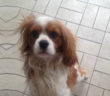 cane_cavalier_king_marina_pezzotti