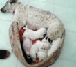 cane_cuccioli_silvia_tommasi_gemma_caroni