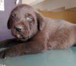 cane_cucciolo_patrizia_brandi_nerone
