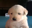cane_cucciolo_patrizia_brandi_olaf