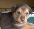 cane_cucciolo_patrizia_brandi_pino