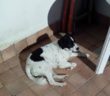 cane_daniela_quadrani_cantalice_gemma_caroni