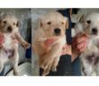 cane_dea_vasco_eva_laura_berardi
