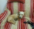 cane_fiano_romano_donatella_torremagra_gemma_caroni