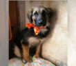 cane_genoveffa_paola_iorio_laura_beradi