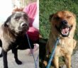 cane_greccio_adf