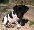 cane_iago_p&f