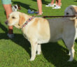 cane_labrador