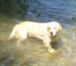 cane_labrador_quattro_stagioni_velino_2