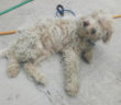 cane_lagotto_lago_del_salto_adf