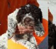 cane_lagotto_via_salaria_cavalcavia_p&f